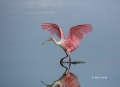 Roseate-Spoonbill;Spoonbill;Flight;Ajaia-ajaja;flight;One;one-animal;avifauna;bi